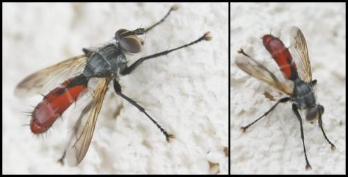 Réf. 325 857 : Cylindromyia bicolor
